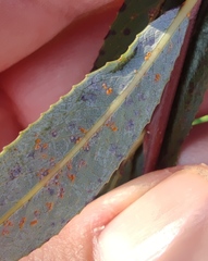 Salix acmophylla