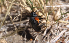 Osca lata