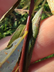 Salix acmophylla