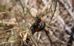 Osca lata