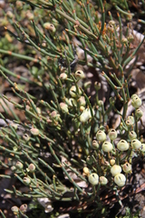 Ephedra chilensis