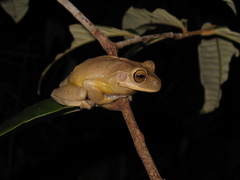 Serra Dos Barbados Tree Frog photo 1