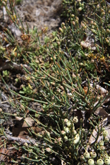 Ephedra chilensis