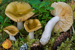 Russula olivina