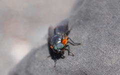 Osca lata