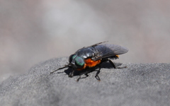 Osca lata