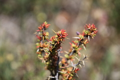 Berberis empetrifolia