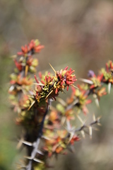 Berberis empetrifolia