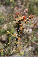 Berberis empetrifolia
