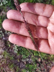 Eragrostis japonica