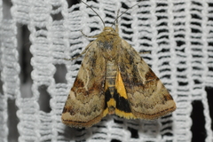 Cryptocala chardinyi