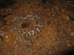 Bothrops leucurus
