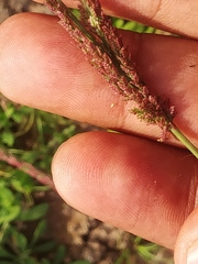 Eragrostis japonica