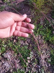 Eragrostis japonica