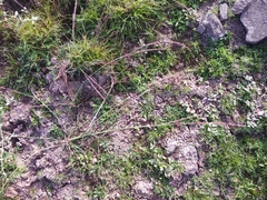 Eragrostis japonica