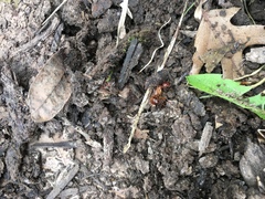 Formicidae