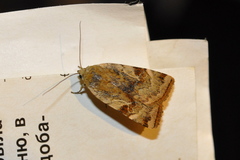 Cryptocala chardinyi