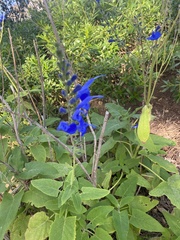 Salvia macrophylla