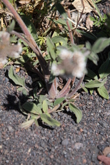 Phacelia secunda