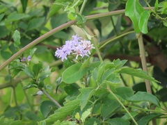 Ehretia obtusifolia