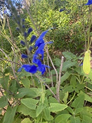 Salvia macrophylla