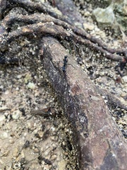 Neoponera apicalis