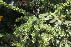 Berberis darwinii