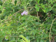 Ehretia obtusifolia