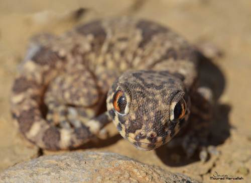 Northern Elegant Gecko, Stenodactylus mauritanicus