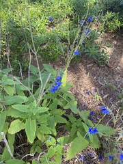 Salvia macrophylla