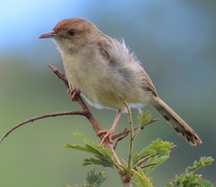 Cisticola chiniana
