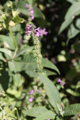 Stachys gilliesii