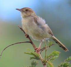 Cisticola chiniana
