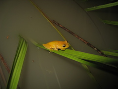 Dendropsophus minutus
