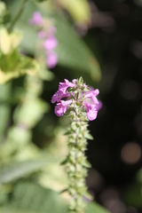 Stachys gilliesii