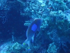 Pseudanthias pleurotaenia