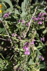 Stachys gilliesii