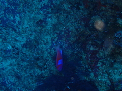 Pseudanthias pleurotaenia