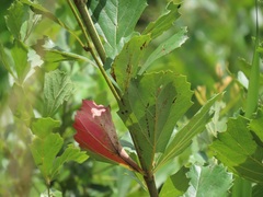 Rhoicissus tridentata