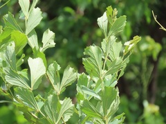 Rhoicissus tridentata