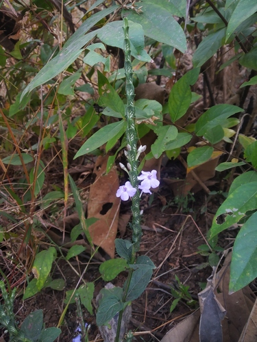 Eranthemum roseum, photograph 6