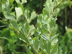 Rhoicissus tridentata