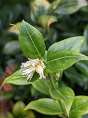 Sarcococca
