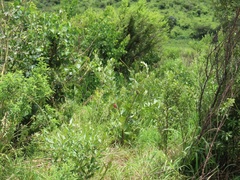 Rhoicissus tridentata