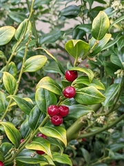 Sarcococca