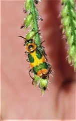 Hapalochrops sumtuosus