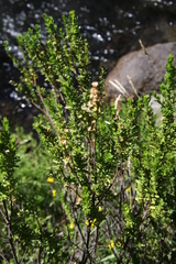 Baccharis neaei