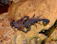 Tityus obscurus