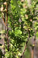 Baccharis neaei