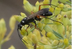 Cryptocheilus variabilis